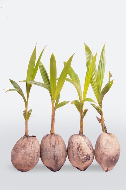 a bunch of old coconut shoots, sprouting.cutting path.