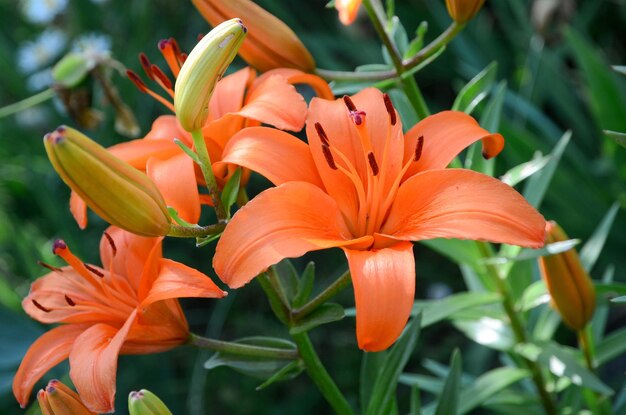 オレンジ色の花の束があり、そのうちの 1 つは緑色の茎を持っています。