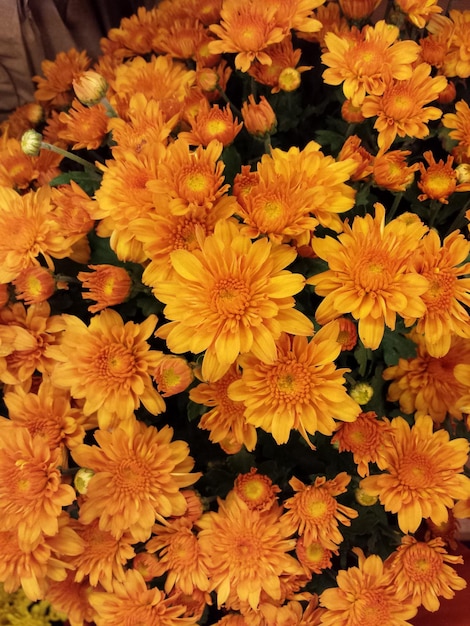 Photo bunch of orange flowers