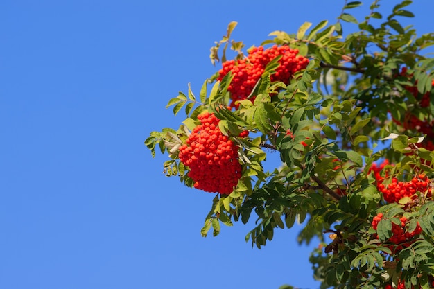 Bunch of orange rowan berries on a branch among the foliage against a blue sky