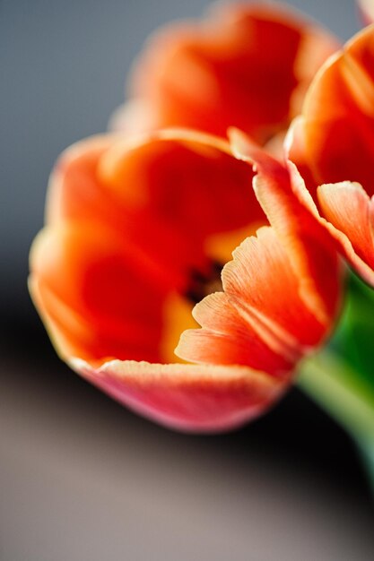 A bunch of orange tulip flower heads