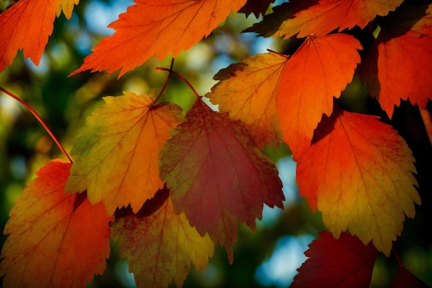 A Bunch Of Orange And Yellow Leaves Hanging From A Tree