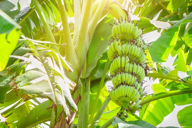 Bunch of organic green banana on tree in the garden the banana tree and leaf agriculture plantation in Thailand summer fruit