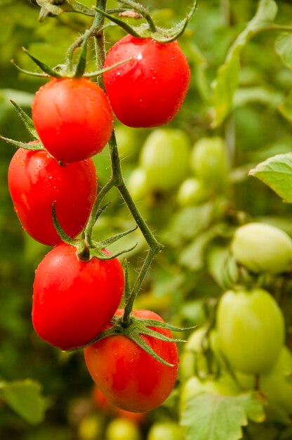 Foto grappolo di pomodori organici maturi e verdi in piantagione