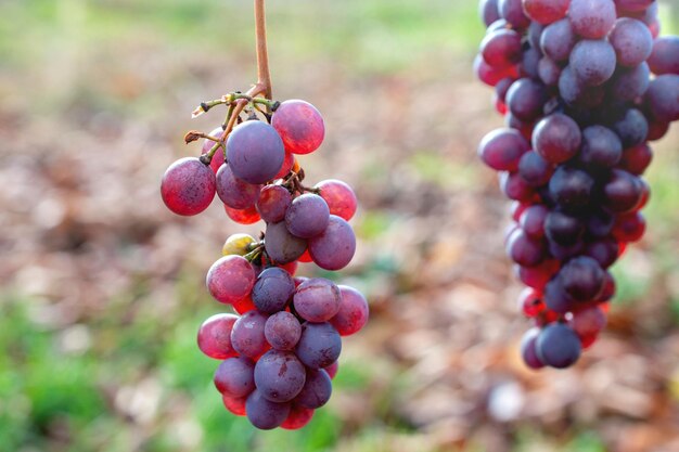 A bunch of overripe red grapes on wood