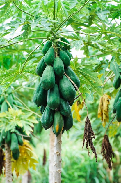 Photo bunch of papayas hanging from the tree