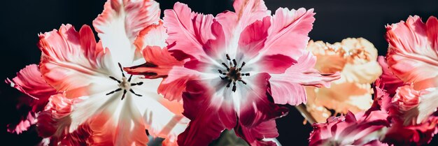 Bunch of Parrot Style Tulips