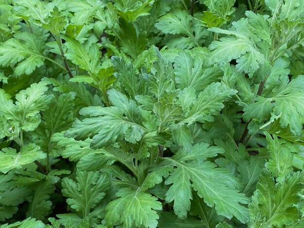 パセリの束が植物の葉と一緒に示されています。