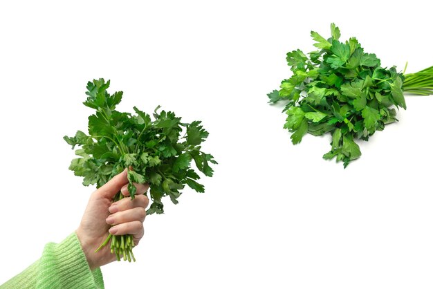 A bunch of parsley isolated on white background