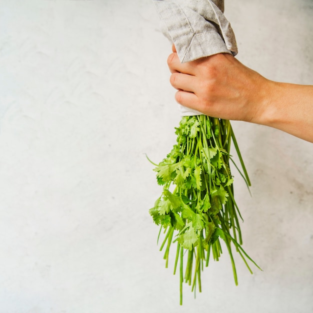 Photo bunch of parsley in person's hand on white background