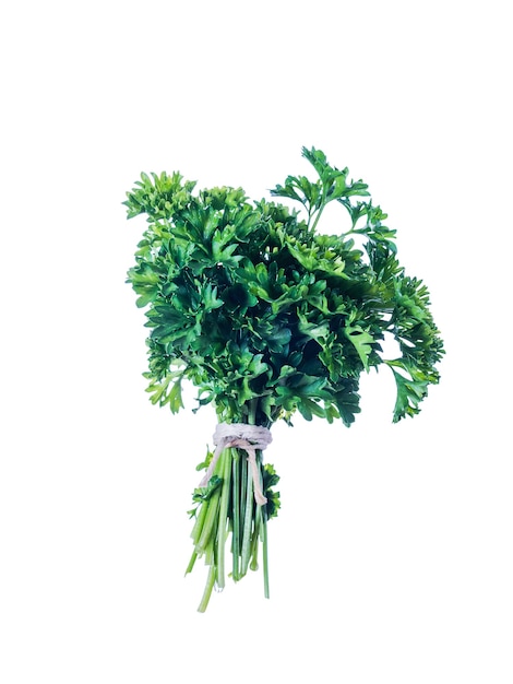 Bunch of parsley tied with rope isolated on white surface