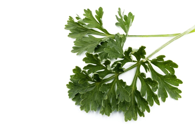 A bunch of parsley on a white background