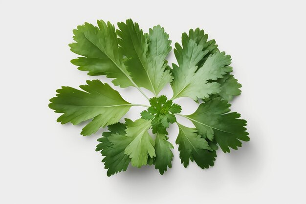 A bunch of parsley on a white background