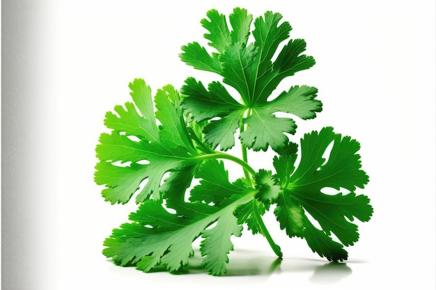 A bunch of parsley on a white background