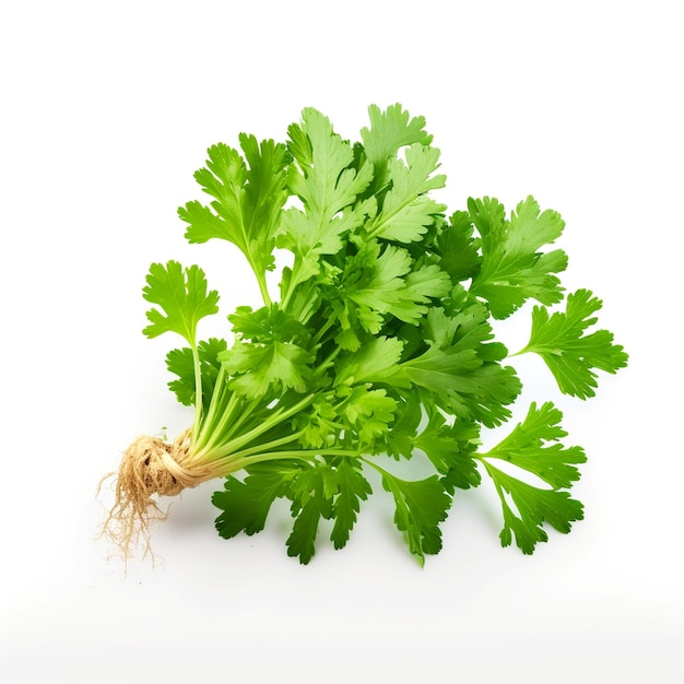 A bunch of parsley with the roots sticking out of it