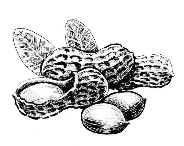 Bunch of peanuts. Ink black and white drawing