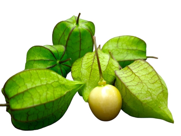 Photo a bunch of physalis fruit