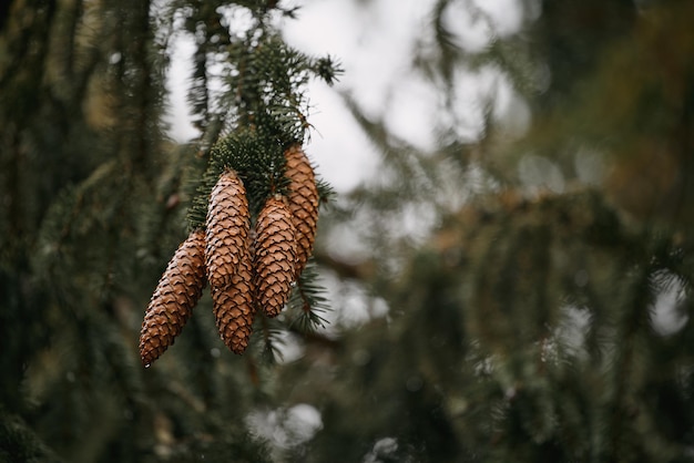 Bunch of pinecones on a dark green pine branch Natural background
