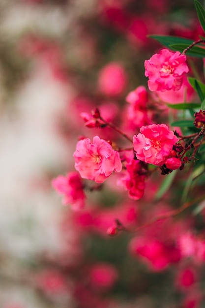 Bunch of pink bougainville tropical flower