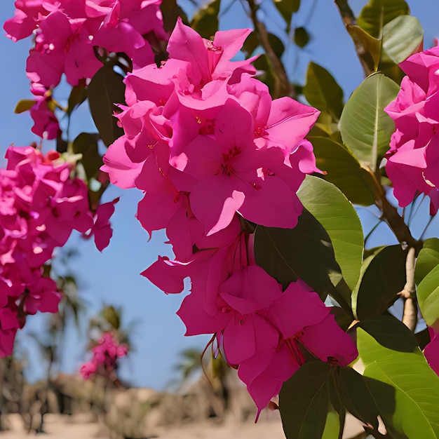 Photo a bunch of pink flowers that are outside