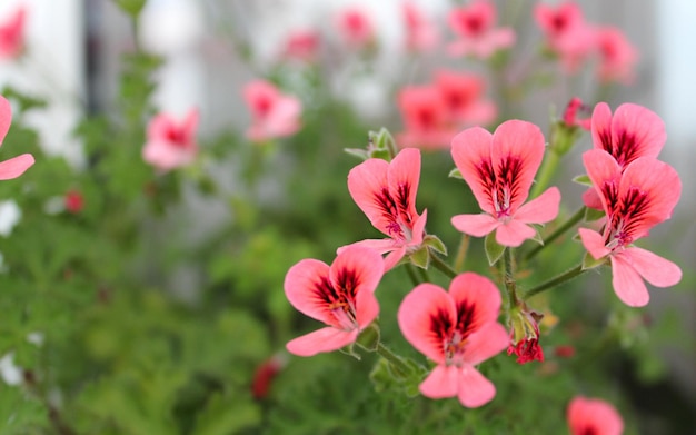 a bunch of pink flowers that are in a pot