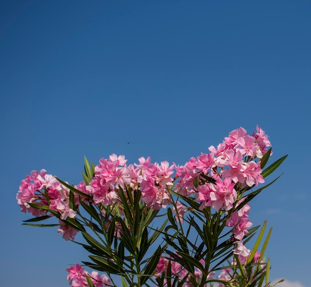 A bunch of pink flowers with a blue sky in the background.