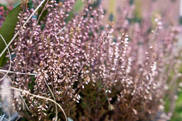 茶色の茎を持つピンクの花の束