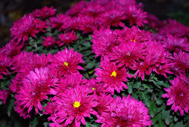 A bunch of pink flowers with a yellow center in the middle.