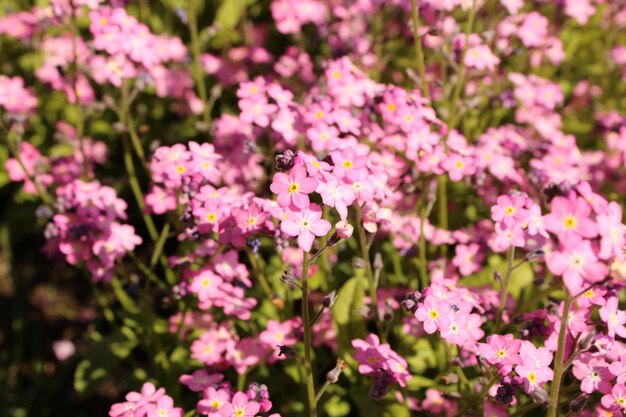 A bunch of pink flowers with a yellow center and a white center.