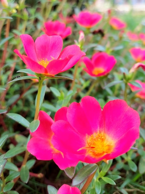 A bunch of pink flowers with a yellow center and a yellow center.