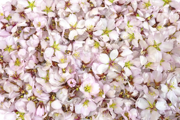 A bunch of pink flowers with yellow stamens