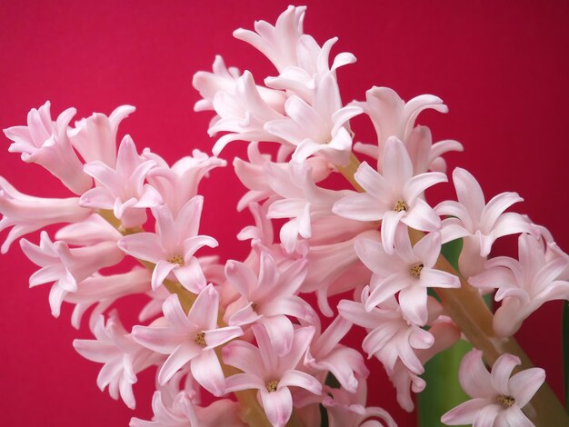 A bunch of pink hyacinth flowers are in front of a red background.