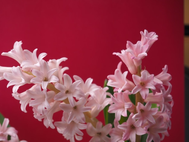 A bunch of pink hyacinth flowers are in a vase.