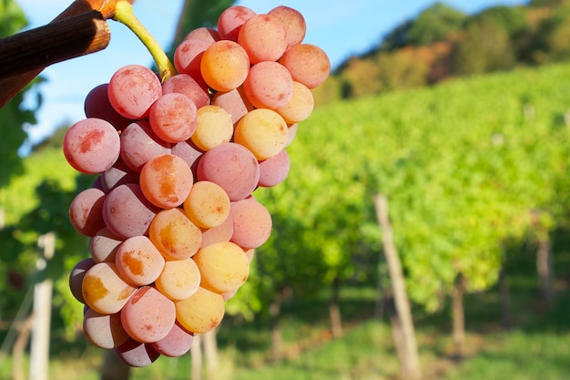bunch of pink muscat grapes in sunset rays in a vineyard