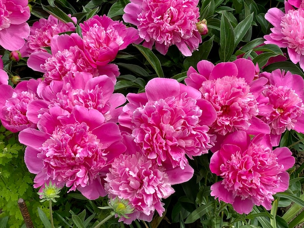 A bunch of pink peonies are in a garden