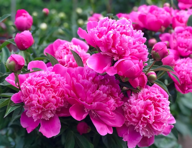 A bunch of pink peonies are in a garden