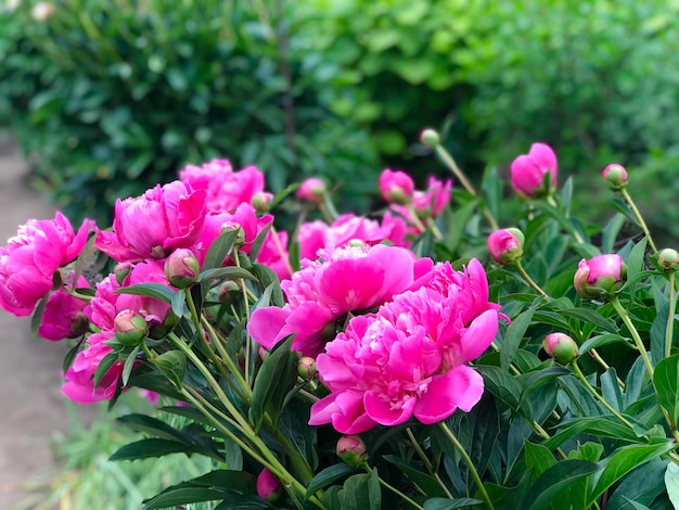 A bunch of pink peonies are in a garden