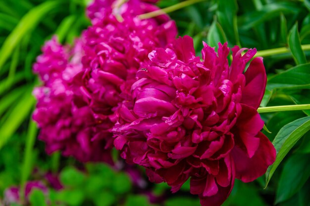 A bunch of pink peonies are in a row.