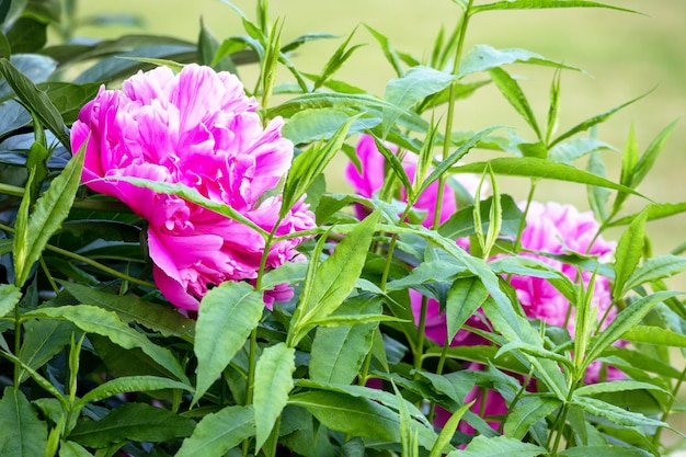 A bunch of pink peonies in a garden