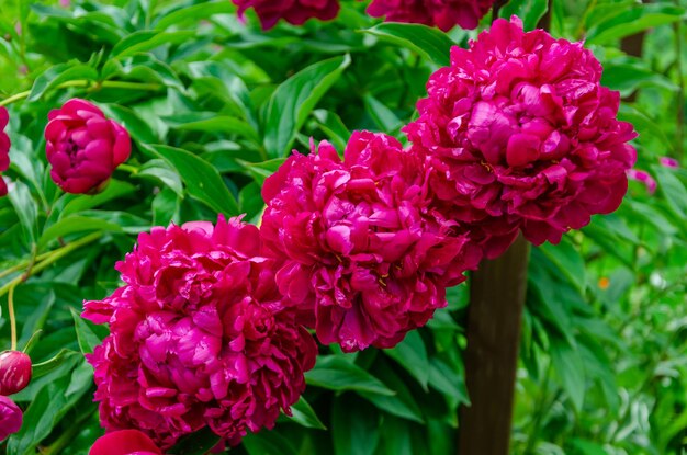 Foto un mazzo di peonie rosa con foglie verdi