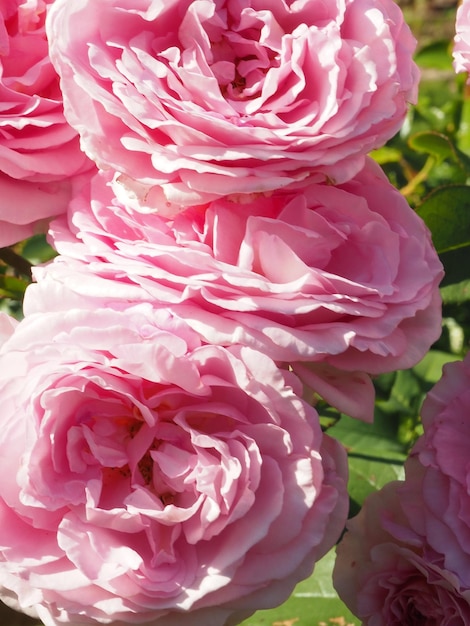 A bunch of pink roses with the word rose on it