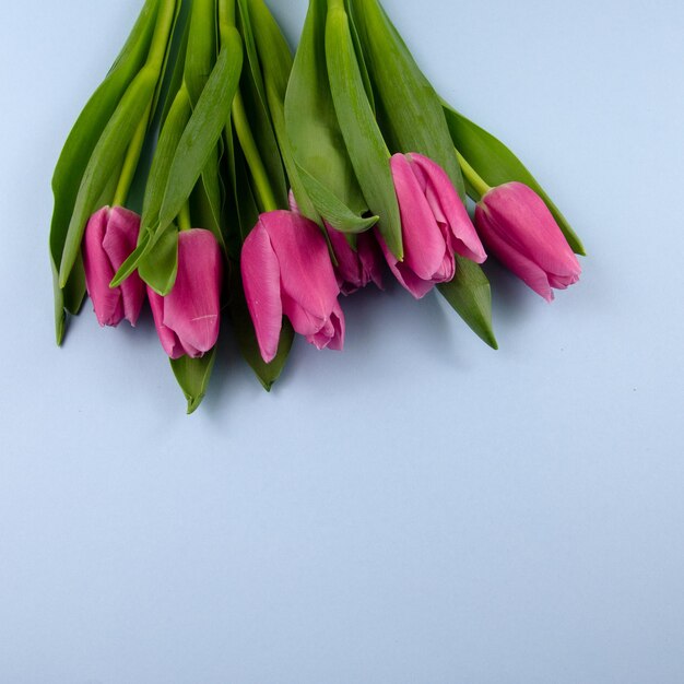 Bunch of pink tulips bouquet spring summer easter fresh real flowers laying on a blue background