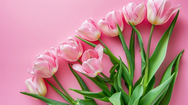 A bunch of pink tulips on a pink background