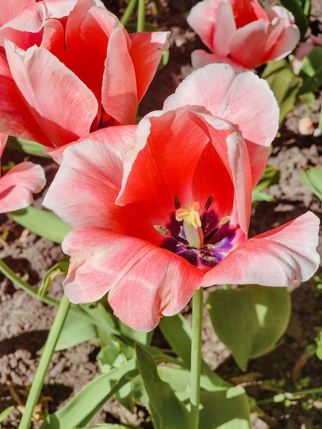 A bunch of pink tulips