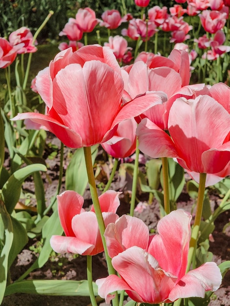 A bunch of pink tulips