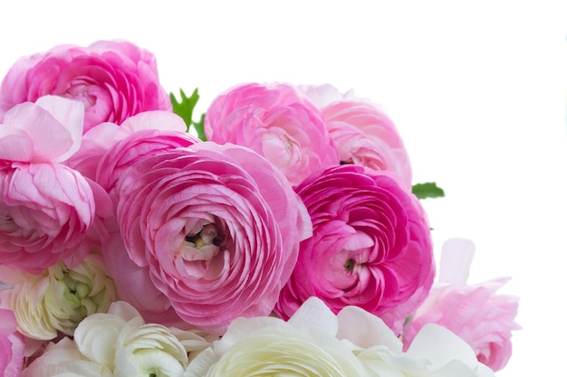 Bunch of pink and white ranunculus fresh blooming flowers close up isolated on white background