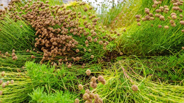 A bunch of plants with the word " wild " on the top.