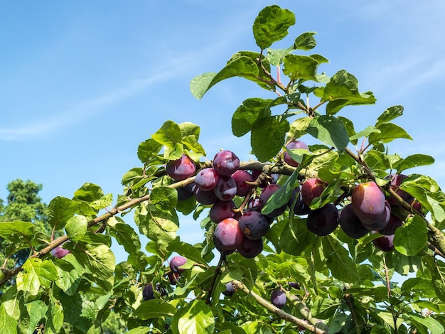 Bunch of Plums ripening in the sunshine