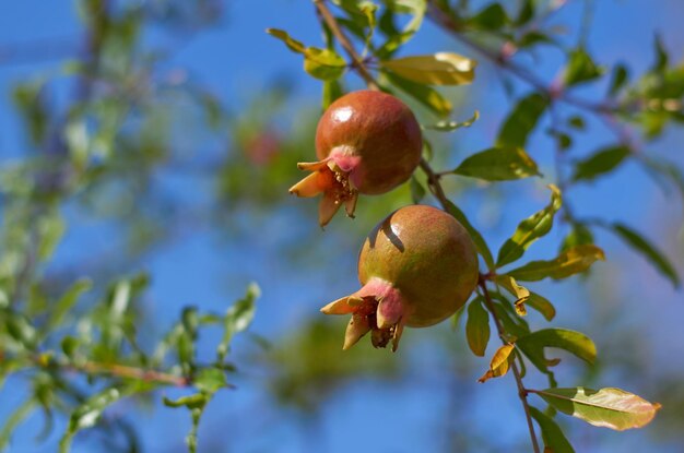 Photo a bunch of pomegranates on a tree with the sky in the background