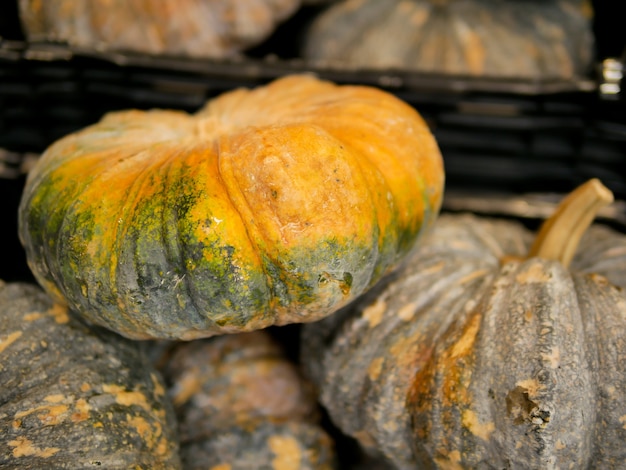 Photo a bunch of pumpkin. highlighted main pumpkin.